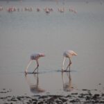 Arts & Vie - Amboseli - Kenya