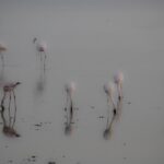 Arts & Vie - Amboseli - Kenya