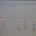 Arts & Vie - Amboseli - Kenya