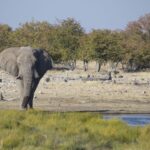 Arts & Vie - Etosha - Namibie