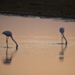Arts & Vie - Amboseli - Kenya
