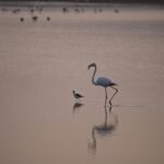 Arts & Vie - Amboseli - Kenya