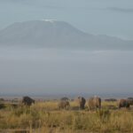 Arts & Vie - Amboseli - Kenya