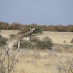 Arts & Vie - Etosha - Namibie