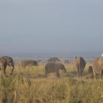 Arts & Vie - Amboseli - Kenya