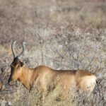 Arts & Vie - Etosha - Namibie