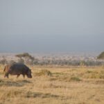 Arts & Vie - Amboseli - Kenya