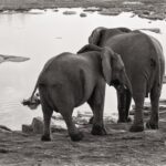 Arts & Vie - Etosha - Namibie