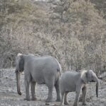 Arts & Vie - Etosha - Namibie