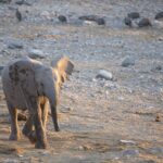 Arts & Vie - Etosha - Namibie