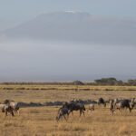 Arts & Vie - Amboseli - Kenya