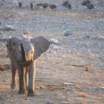 Arts & Vie - Etosha - Namibie