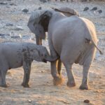 Arts & Vie - Etosha - Namibie