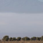 Arts & Vie - Amboseli - Kenya