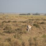 Arts & Vie - Amboseli - Kenya