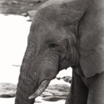 Arts & Vie - Etosha - Namibie