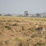 Arts & Vie - Amboseli - Kenya