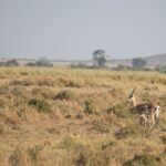 Arts & Vie - Amboseli - Kenya