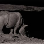 Arts & Vie - Etosha - Namibie