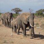 Arts & Vie - Amboseli - Kenya