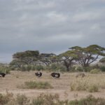 Arts & Vie - Amboseli - Kenya