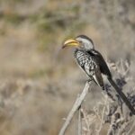 Arts & Vie - Etosha - Namibie