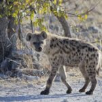 Arts & Vie - Etosha - Namibie
