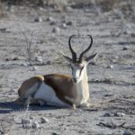 Arts & Vie - Etosha - Namibie
