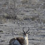 Arts & Vie - Etosha - Namibie