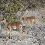 Arts & Vie - Etosha - Namibie