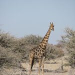 Arts & Vie - Etosha - Namibie