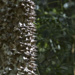 Arts & Vie - Rincon de la Vieja - Costa Rica