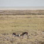 Arts & Vie - Etosha - Namibie