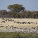 Arts & Vie - Etosha - Namibie