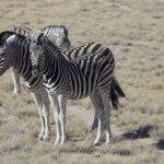 Arts & Vie - Etosha - Namibie