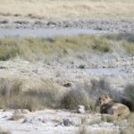 Arts & Vie - Etosha - Namibie