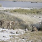 Arts & Vie - Etosha - Namibie