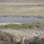 Arts & Vie - Etosha - Namibie