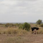 Arts & Vie - Amboseli - Kenya