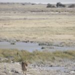 Arts & Vie - Etosha - Namibie