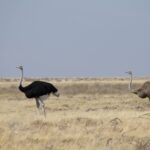 Arts & Vie - Etosha - Namibie