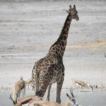Arts & Vie - Etosha - Namibie