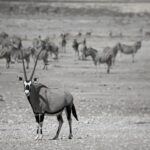 Arts & Vie - Etosha - Namibie