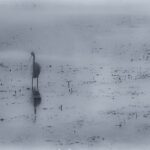 Arts & Vie - Amboseli - Kenya