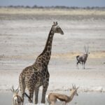 Arts & Vie - Etosha - Namibie