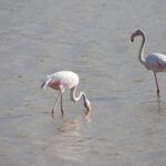 Arts & Vie - Amboseli - Kenya