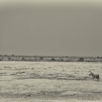Arts & Vie - Etosha - Namibie