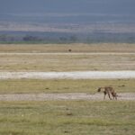 Arts & Vie - Amboseli - Kenya