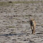 Arts & Vie - Amboseli - Kenya
