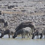 Arts & Vie - Etosha - Namibie
